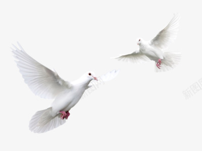 鸟鸽子白色鸽子和平鸽png免抠素材_新图网 https://ixintu.com 和平鸽 白色 鸽子