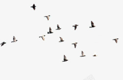 一群鸽子鸽子高清图片
