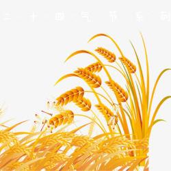24气节海报二十四节气小满金色稻谷小清新海高清图片