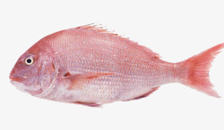 平头红色鲷鱼生鲜高清图片