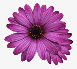 紫色非洲菊素材