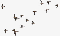 西溪湿地公园海鸥主题湿地公园高清图片