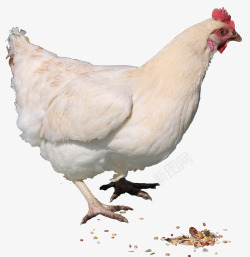 白色的母鸡吃食的母鸡高清图片