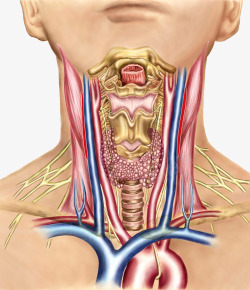 分泌系统甲状腺内分泌系统高清图片