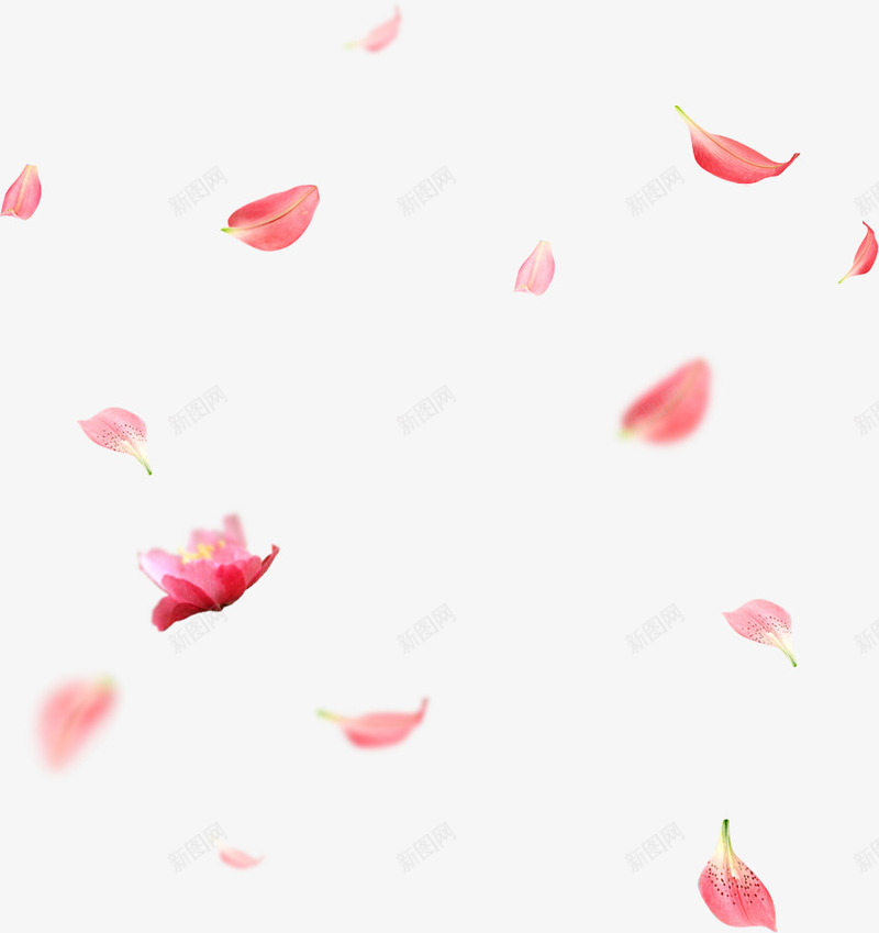 散落的花瓣png免抠素材_新图网 https://ixintu.com 散落的花瓣 浪漫 粉色 美丽