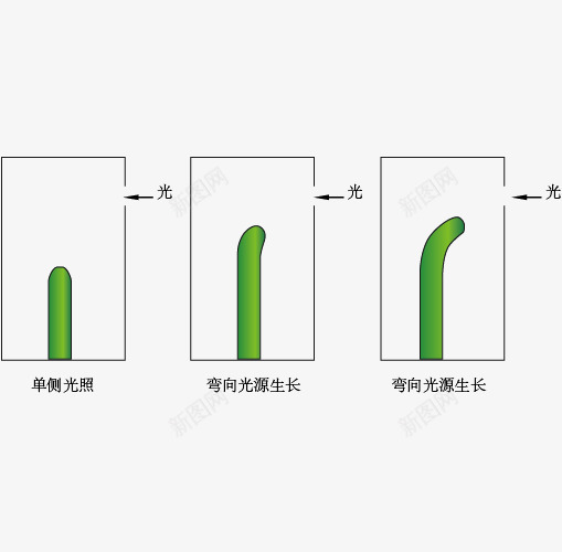 植物向光性单侧光png免抠素材_新图网 https://ixintu.com 教学 植物向光性单侧光 生物 绿色