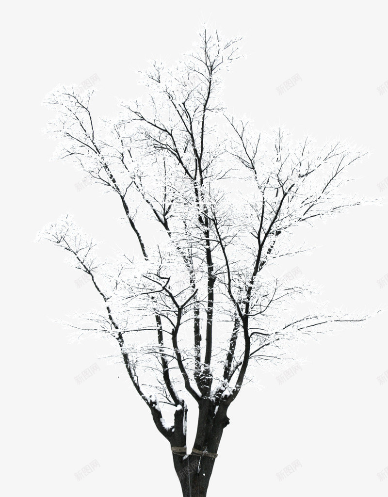 冬天的树木造型园艺png免抠素材_新图网 https://ixintu.com 冬天 园艺 树木 造型