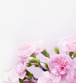 粉色淡雅甜美花朵素材
