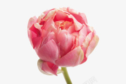 大马戏大马士革玫瑰高清图片