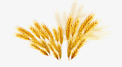 小麦大麦稻谷素材