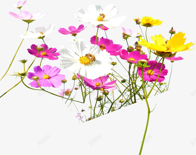 春季彩色路边装饰花朵png免抠素材_新图网 https://ixintu.com 彩色 春季 花朵 装饰 路边