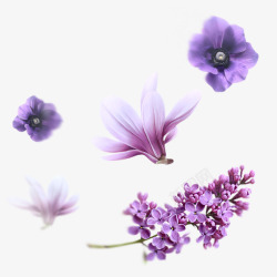 丁香玉兰浪漫紫色花朵素材