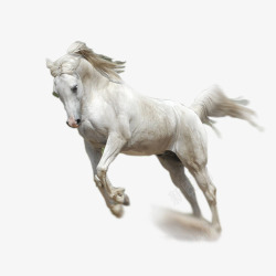 生肖马飞奔的白马高清图片