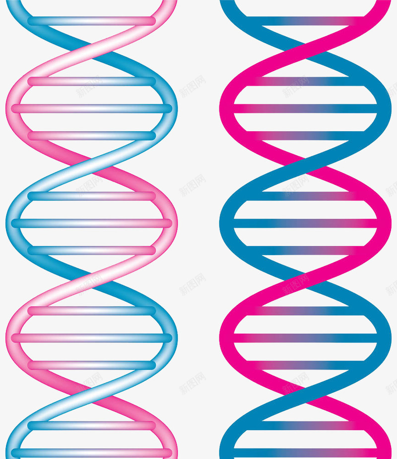 彩色染色体png免抠素材_新图网 https://ixintu.com 分子 医疗 基因 彩色染色体免抠PNG 微生物 插画 生物学 螺旋