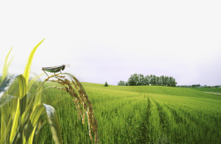 水稻农田农业科技高清图片