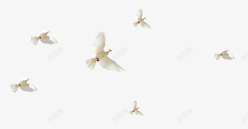 一群飞起的鸽子png免抠素材_新图网 https://ixintu.com 动物 白色 白鸽 鸟 鸽子