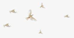 一群鸽子一群飞起的鸽子高清图片