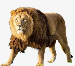狮子狮王素材