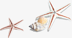海星扇贝海螺贝壳素材