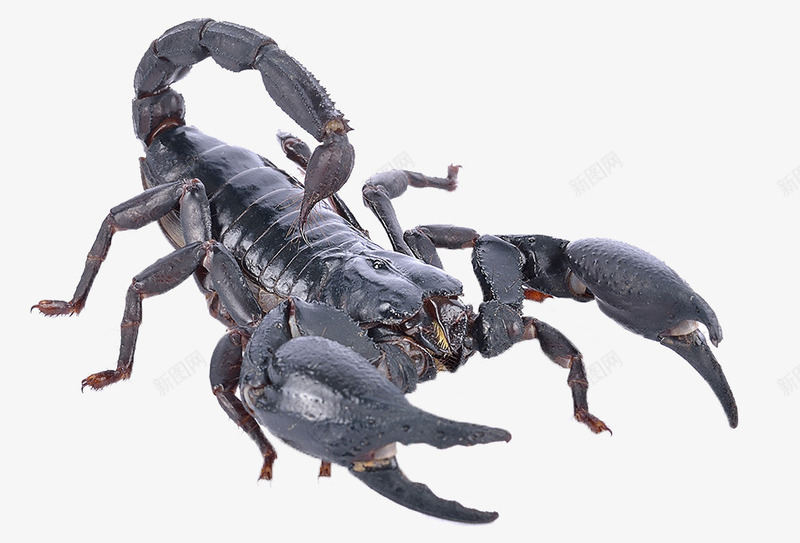 毒虫蝎子png免抠素材_新图网 https://ixintu.com 模型 生物 虫子 黑蝎子