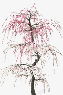 粉红树粉红桃花树高清图片