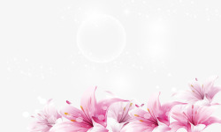 发光鲜花粉色百合高清图片