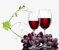 葡萄树矢量图红酒高清图片