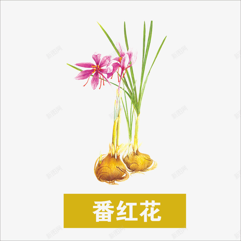 草药png免抠素材_新图网 https://ixintu.com 中药 本草纲目 番红花 药材