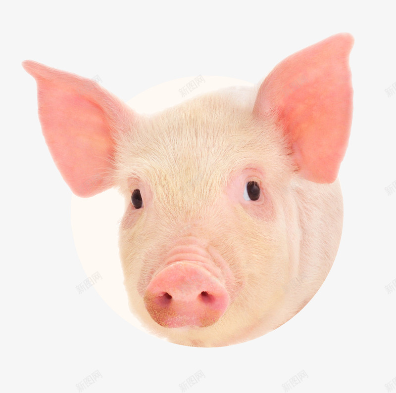小猪猪头png免抠素材_新图网 https://ixintu.com 产品实物 养殖 动物 家畜 小猪 小粉猪 猪头 猪肉