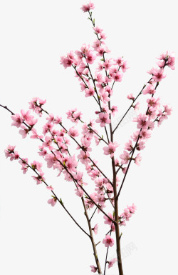清新粉色桃花树枝素材