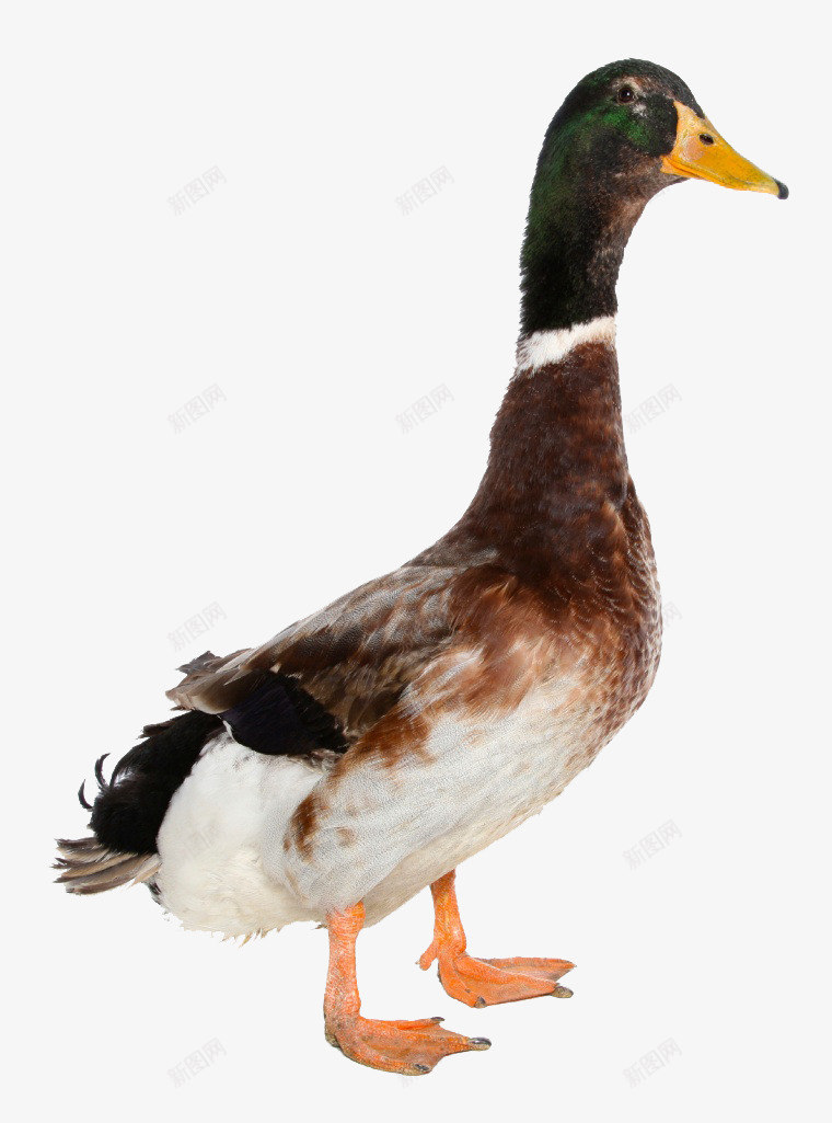 一只鸭子png免抠素材_新图网 https://ixintu.com 免费png图片 动物 哺乳动物 家禽 生物