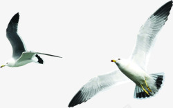 飞行的白鸽白色白鸽飞行美景周日休息高清图片