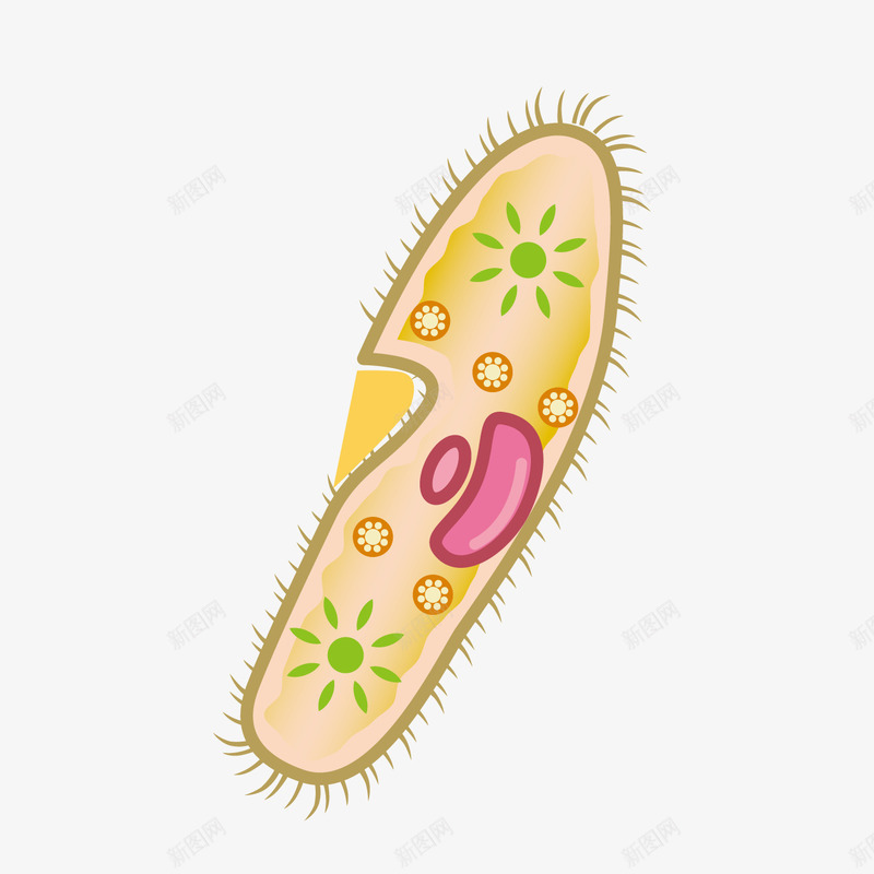 卡通扁豆细胞png免抠素材_新图网 https://ixintu.com 卡通细胞 扁豆细胞 生物学 生物实验