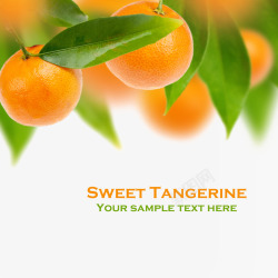 橘子高清png海报上的金桔高清图片