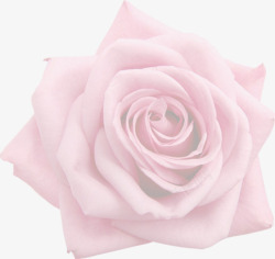 粉玫瑰浅色透明素材