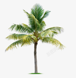 长不高的树长叶型热带棕树高清图片