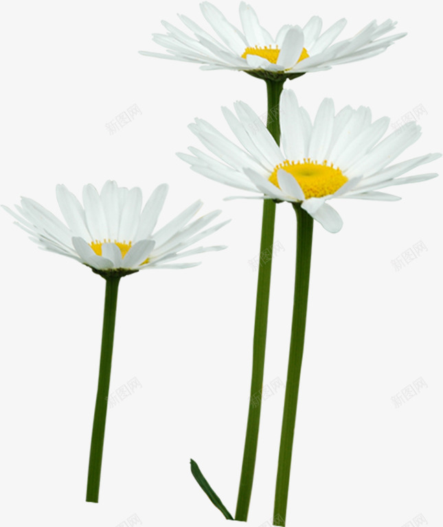 环保春季白色清新花朵png免抠素材_新图网 https://ixintu.com 春季 清新 环保 白色 花朵