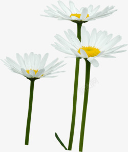 环保春季白色清新花朵素材