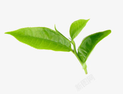 青茶绿色茶叶高清图片