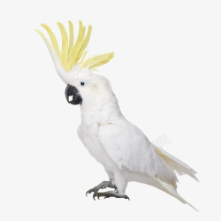 黄色的鹦鹉一只鹦鹉高清图片