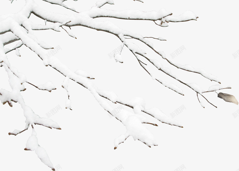 树枝上的雪png免抠素材_新图网 https://ixintu.com 冬天 树枝 素材 雪景