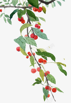 果树枝手绘海棠果树枝高清图片