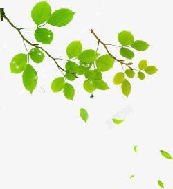 春季绿色漫画树叶素材