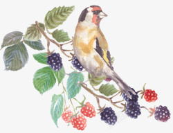 桑葚手绘卡通手绘水果与鸟高清图片