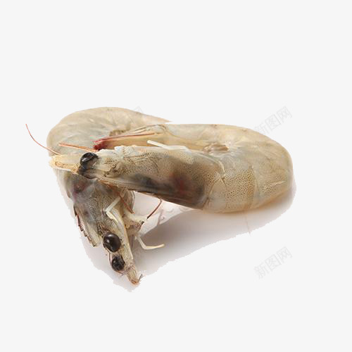 厄瓜多尔海鲜虾png免抠素材_新图网 https://ixintu.com 产品实物 厄瓜多尔海鲜 水产虾 白虾 虾
