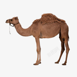 一匹老粗布一匹骆驼高清图片