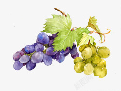 水果绿以矢量图新疆葡萄高清图片