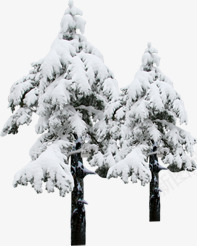 创意合成效果冬天的松树png免抠素材_新图网 https://ixintu.com 冬天 创意 合成 效果 松树