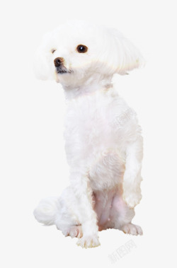 白色贵宾犬白色贵宾犬高清图片