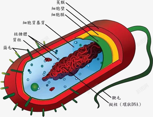 大肠杆菌png免抠素材_新图网 https://ixintu.com 大肠杆菌 微生物 显微镜下实物